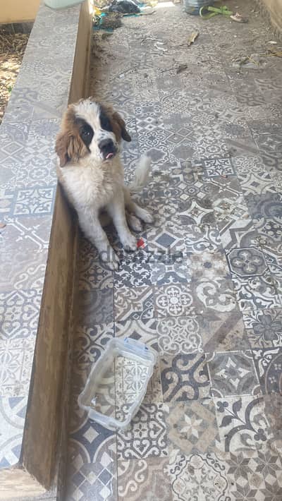 saint bernard 5 months old imported from russia