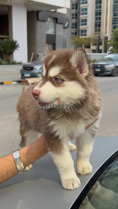 Pure husky puppies for sale