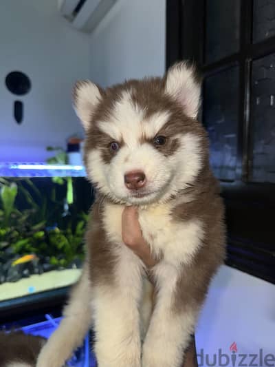 جرو هاسكي husky