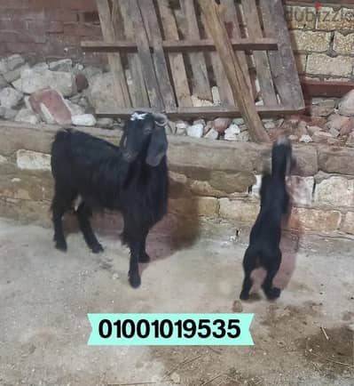 ماعز برقى والده اول بطن