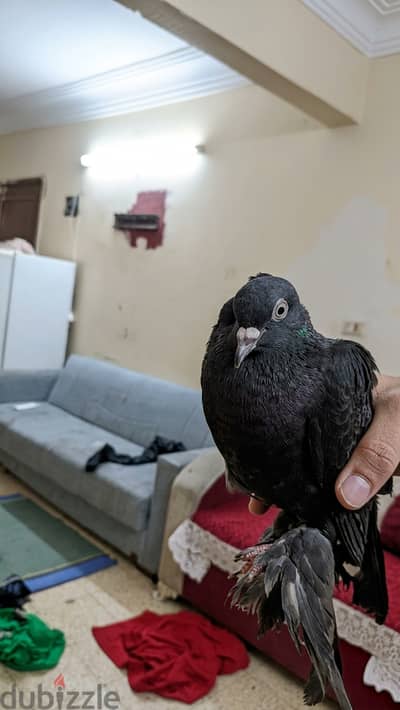 حمام للببع