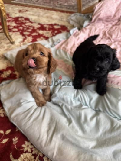 Cockapoo dogs very pure