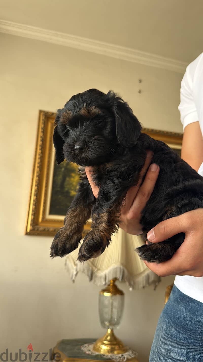 Cockapoo dogs very pure 3