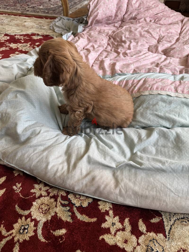 Cockapoo dogs very pure 4