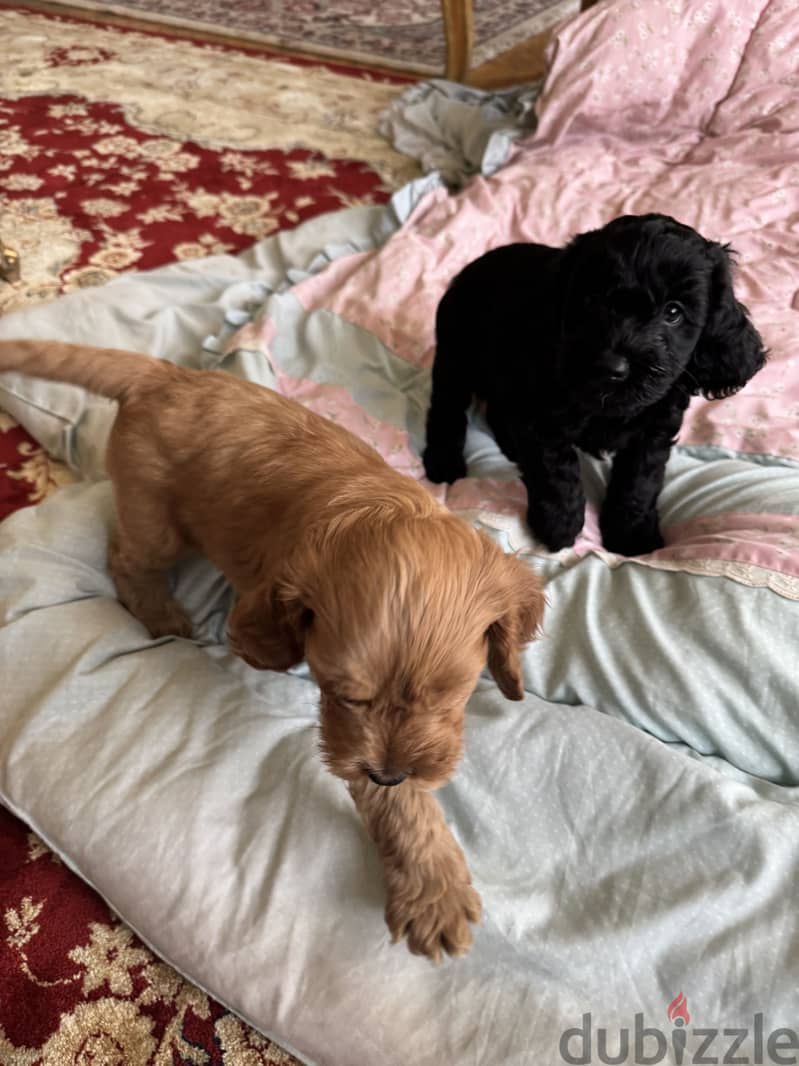 Cockapoo dogs very pure 5