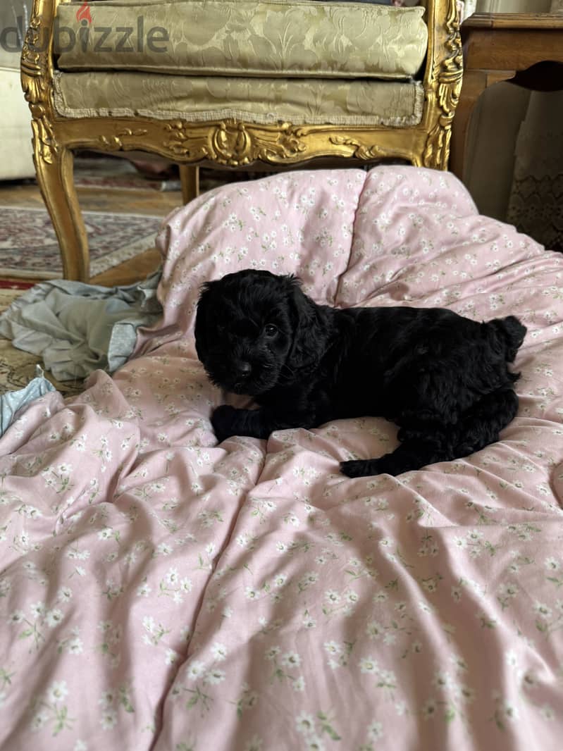 Cockapoo dogs very pure 6