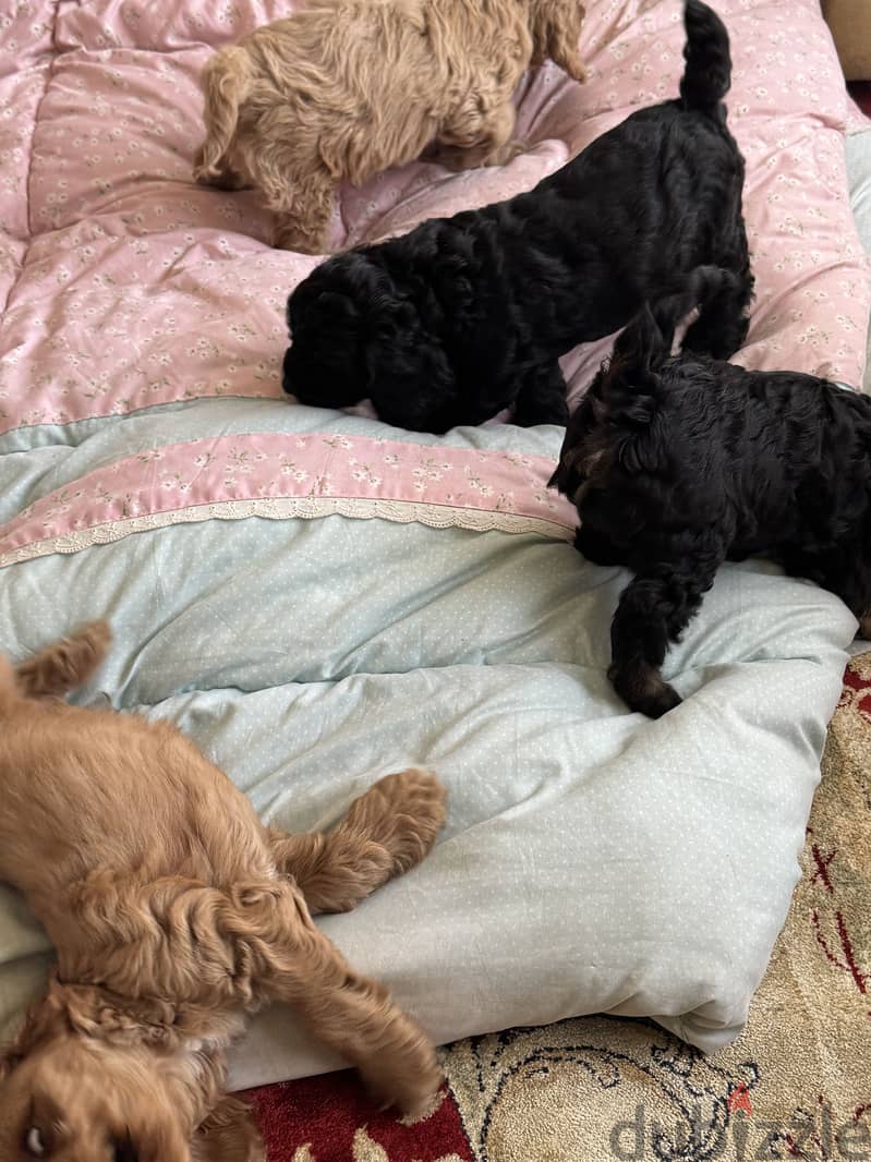 Cockapoo dogs very pure 7