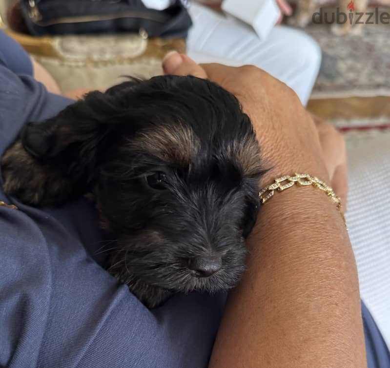 Cockapoo dogs very pure 8