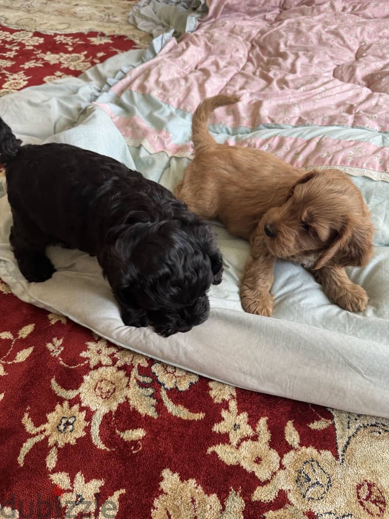 Cockapoo dogs very pure 9