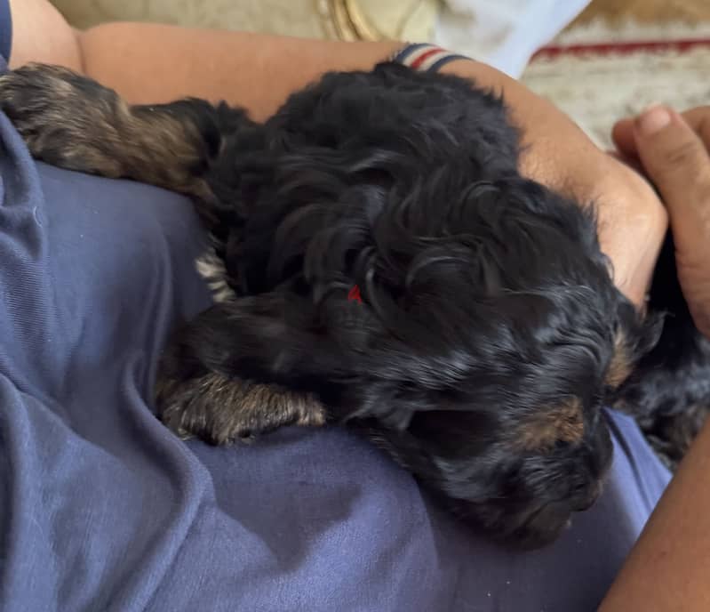 Cockapoo dogs very pure 10