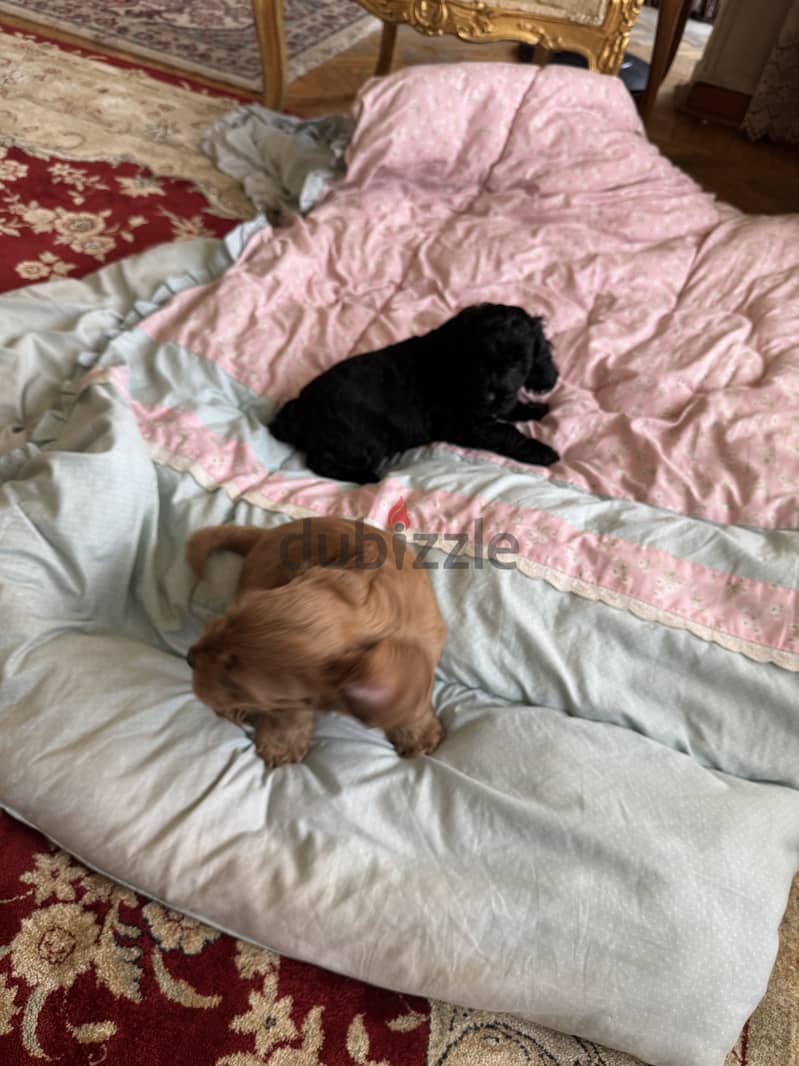 Cockapoo dogs very pure 12
