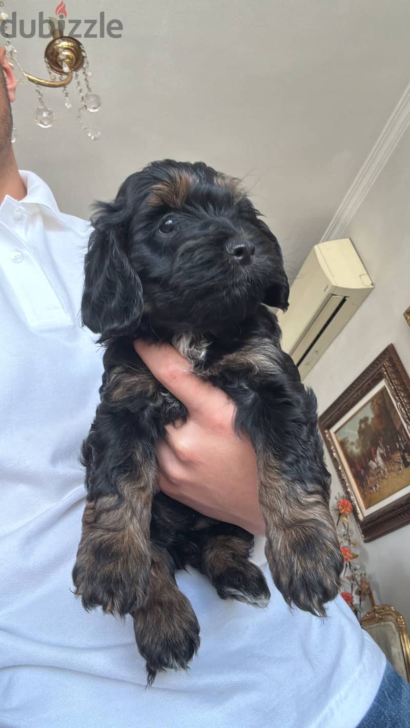 Cockapoo dogs very pure 13