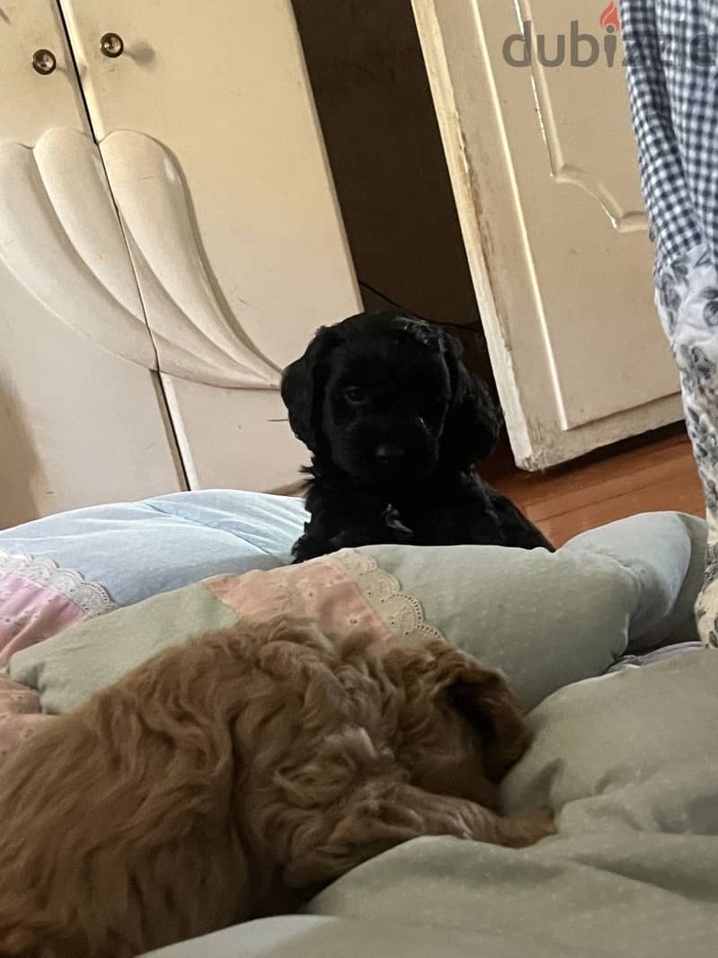 Cockapoo dogs very pure 14
