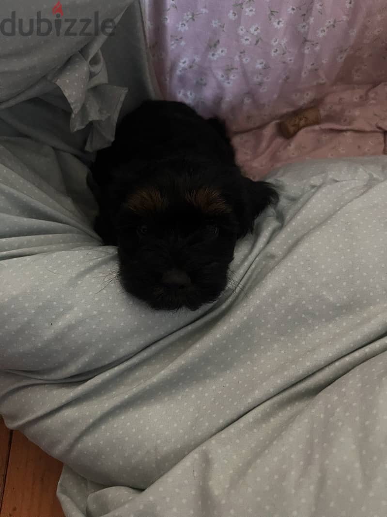 Cockapoo dogs very pure 15