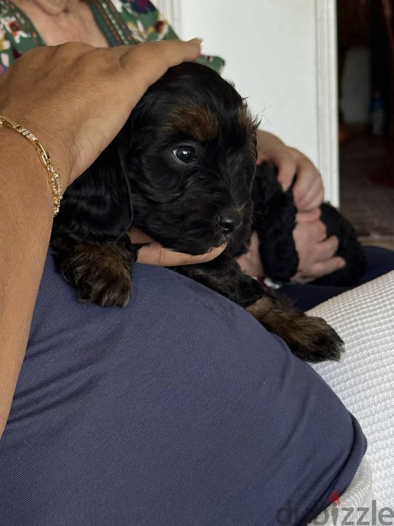 Cockapoo dogs very pure 16