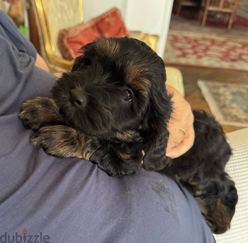 Cockapoo dogs very pure 17