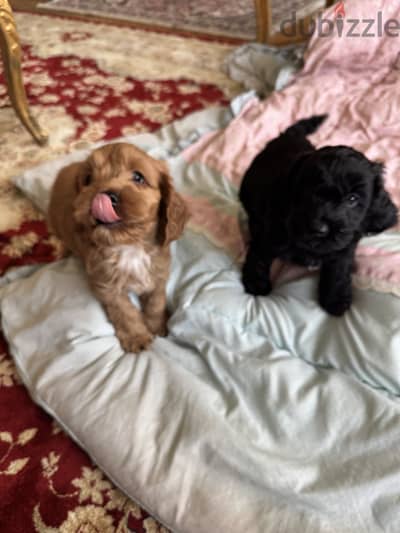 Cockapoo