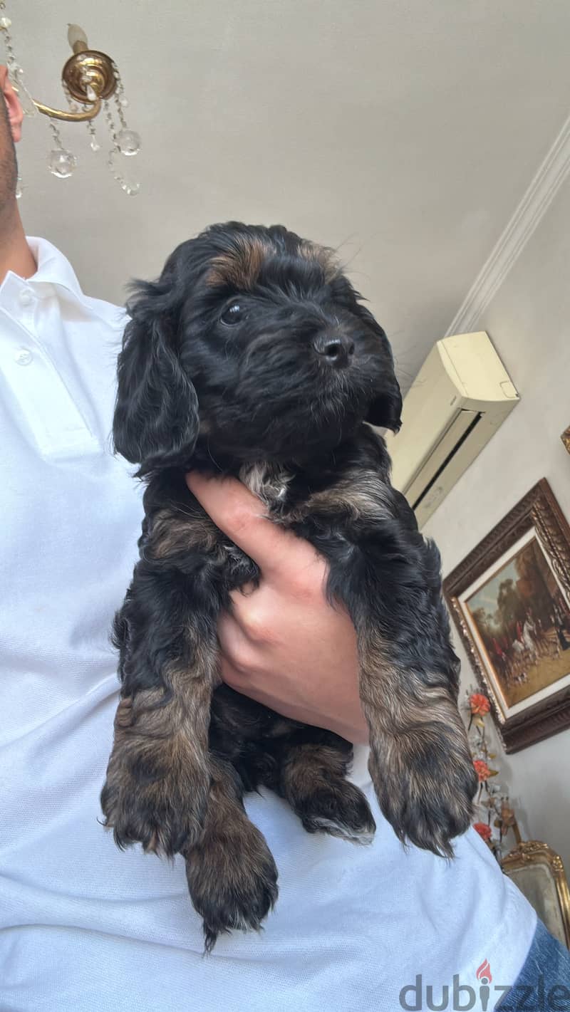 Cockapoo 2