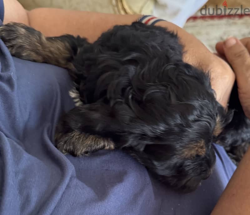 Cockapoo 3