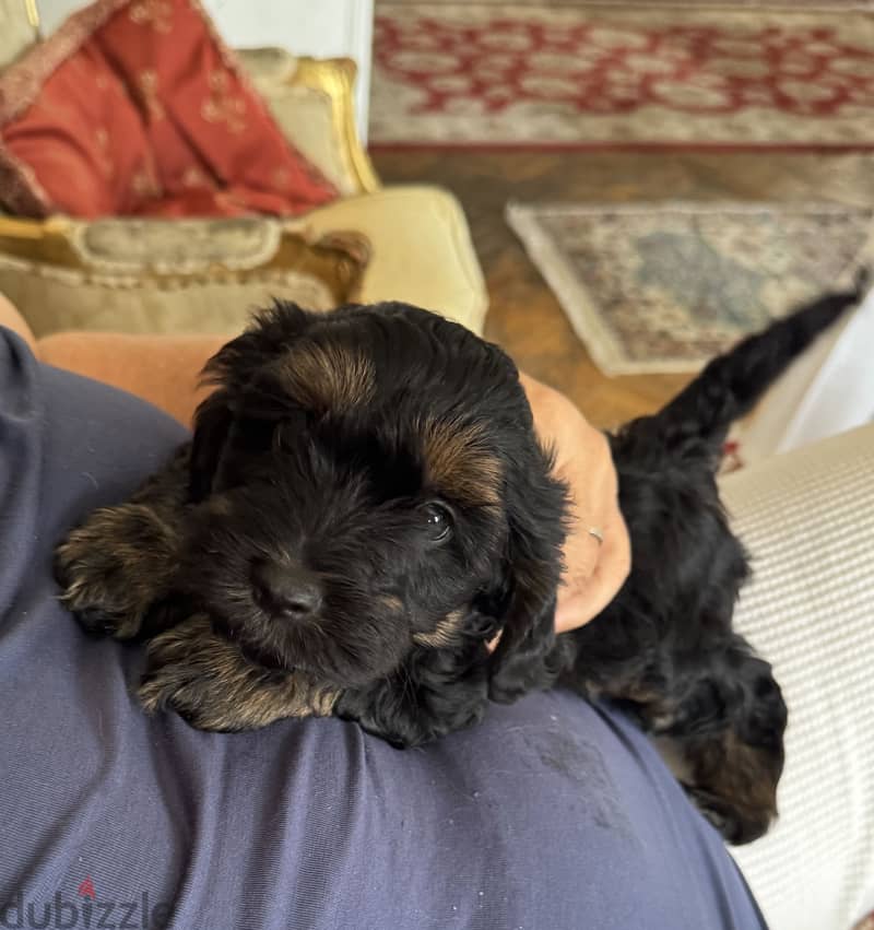Cockapoo 4