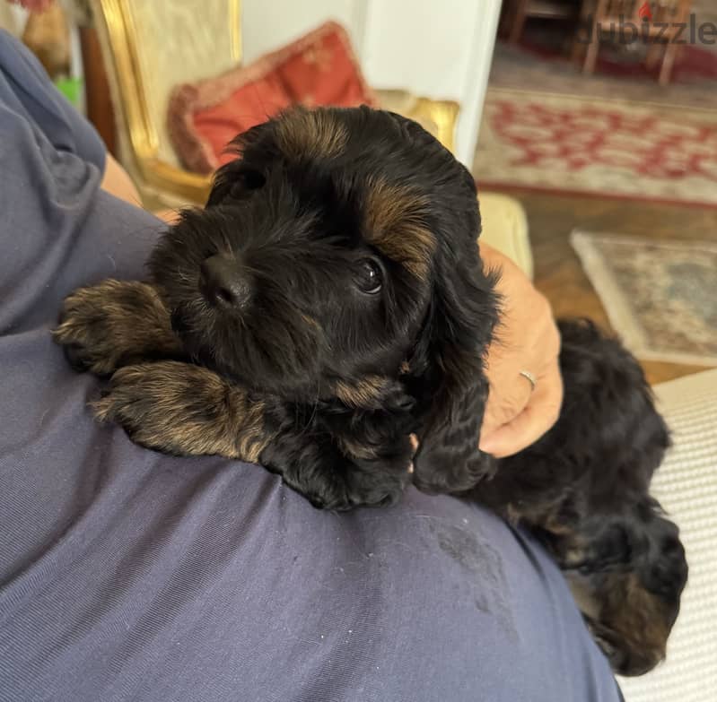 Cockapoo 5