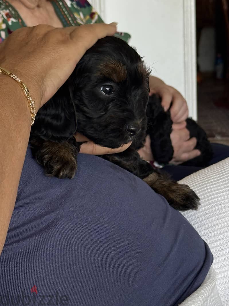 Cockapoo 6
