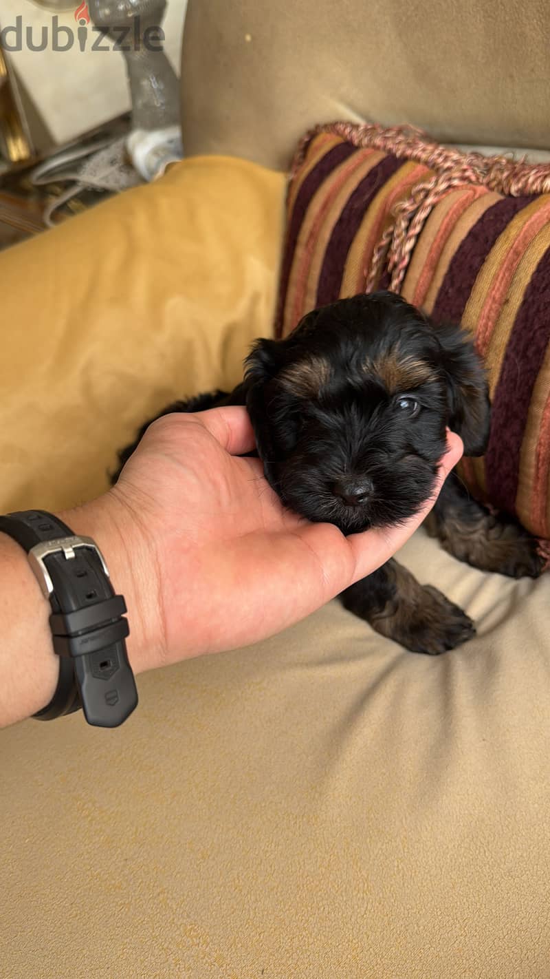 Cockapoo 7