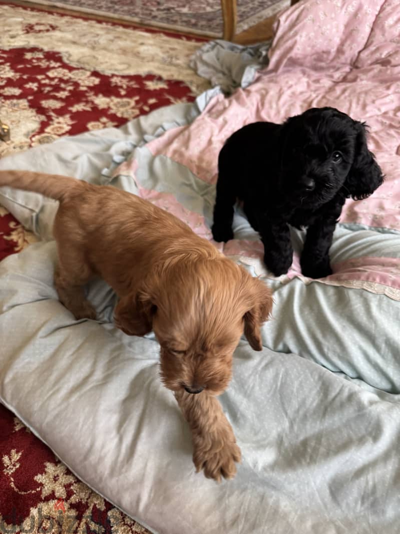 Cockapoo 8