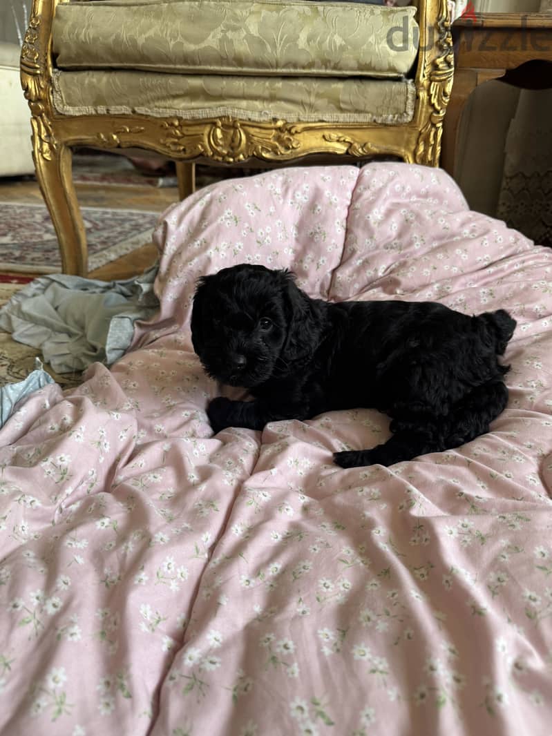 Cockapoo 9