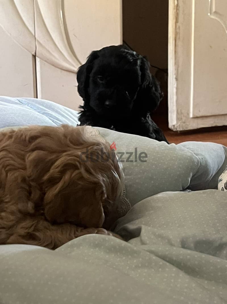 Cockapoo 10
