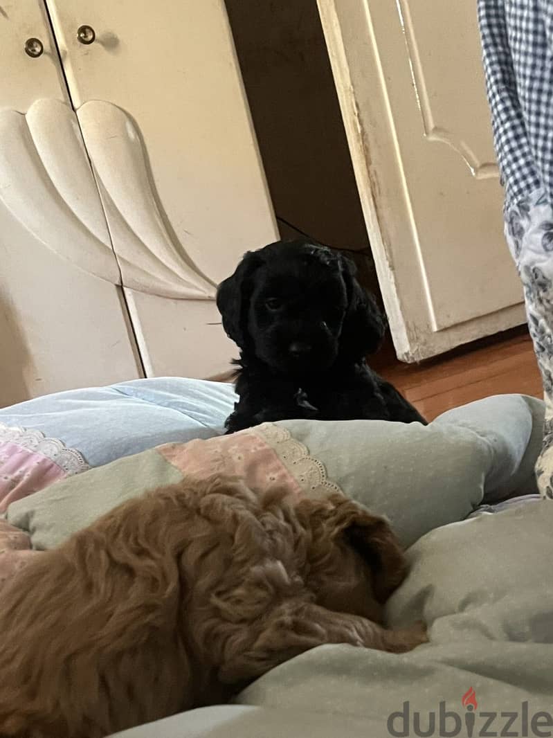 Cockapoo 11