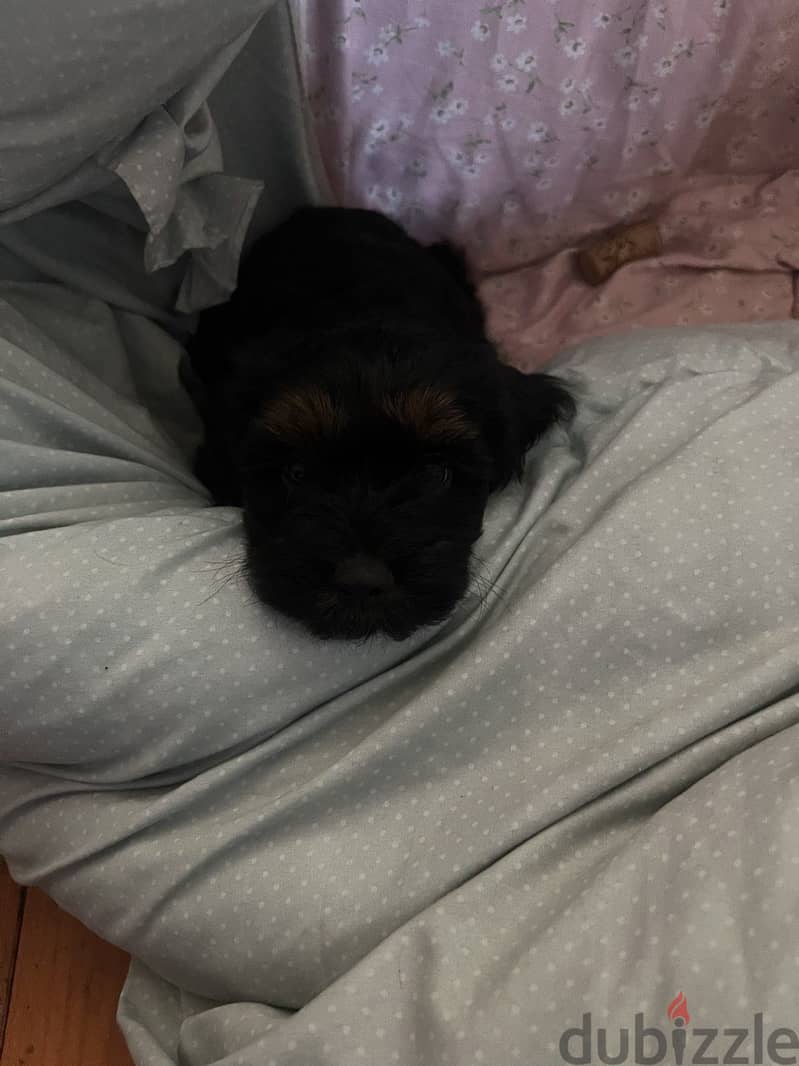 Cockapoo 12