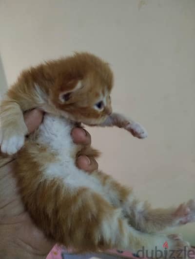 قطط شيرازى صغيره