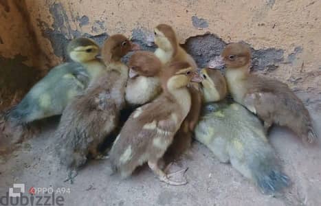 بط موسكوفي اصلي وتركى رصاصي سلاله ممتازه جدا