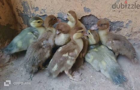 بط موسكوفي وتركى رصاصي