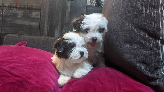 Premium Mini Havanese Puppies – Ready for Their New Home 