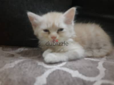 قط شيرازي للبيع