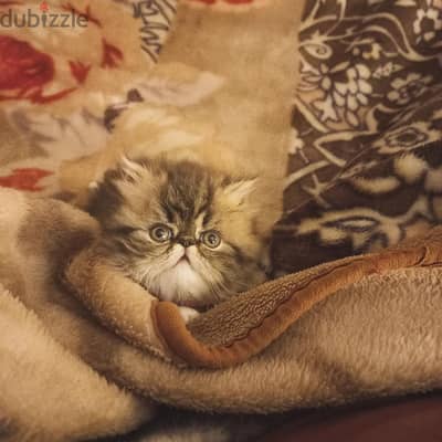 بيرشن براون تابى