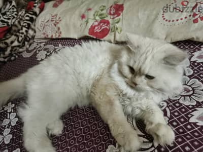 قط شيرازى للتبتى