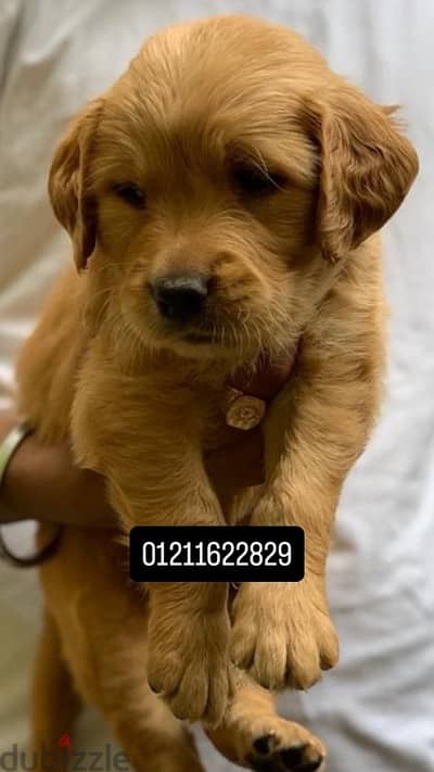 Pure golden retriever puppies جولدن
