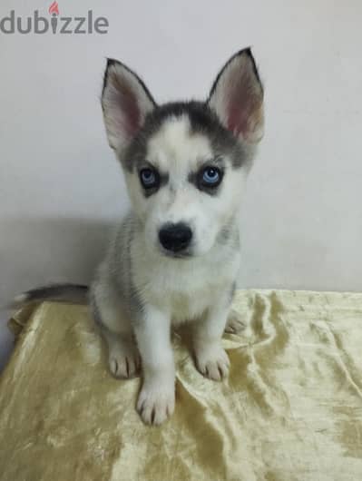 هاسكي  | Husky