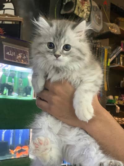 The last two Persian grey kittens