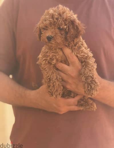 poodle بودل