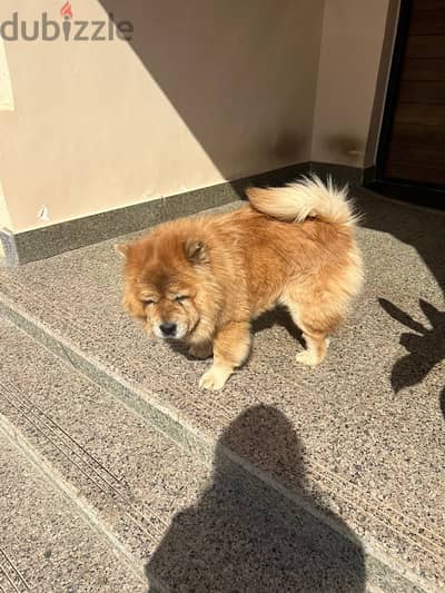 day 6 in heat female chowchow