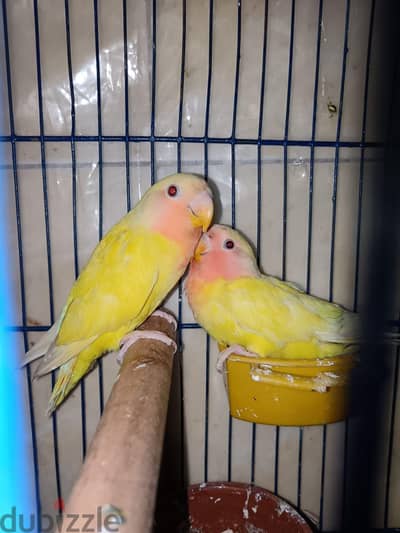 عرض لمدة 24 ساعه