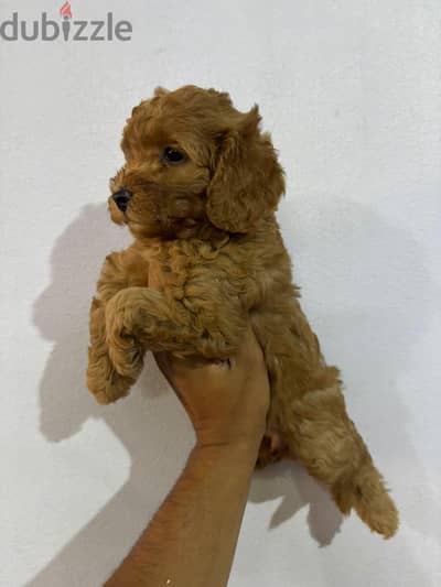 Toy poodle