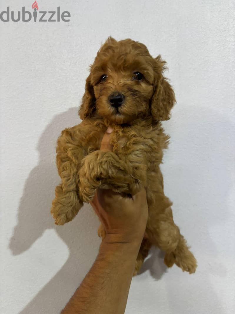 Toy poodle 1