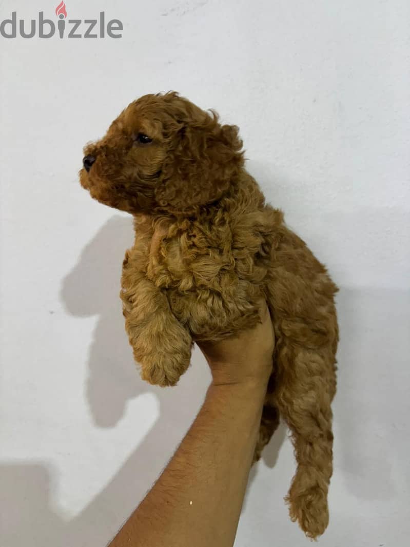 Toy poodle 2