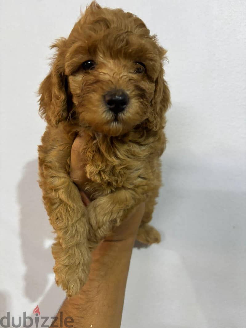 Toy poodle 3