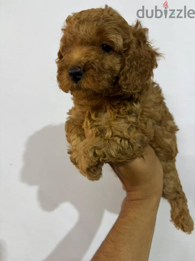 Toy poodle 4